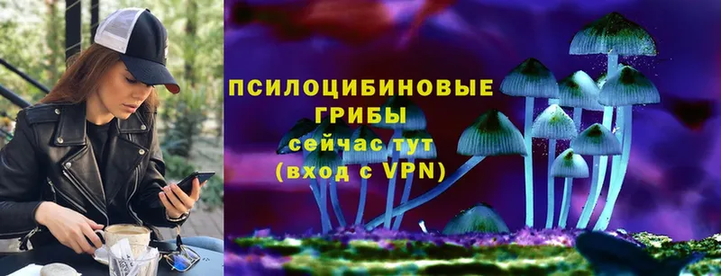 Галлюциногенные грибы Psilocybine cubensis  купить   Дмитровск 